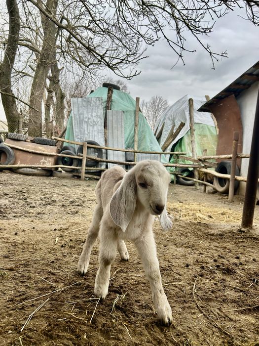 Tap anglo nubian original