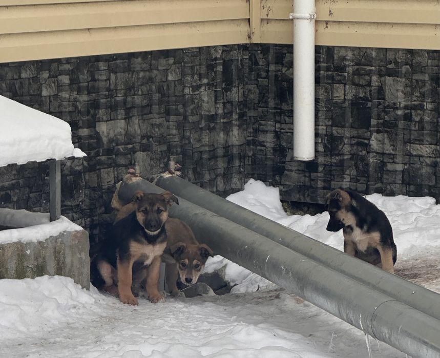 Маленькие щеночки ищут дом