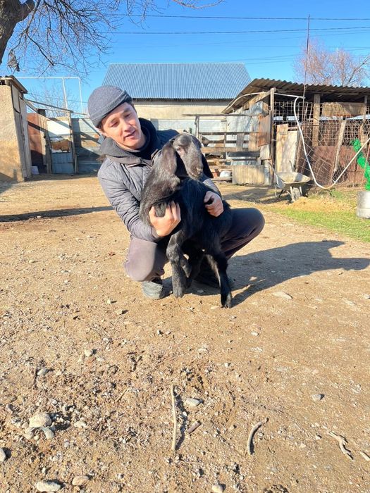 Гиссар козы кошкарлар