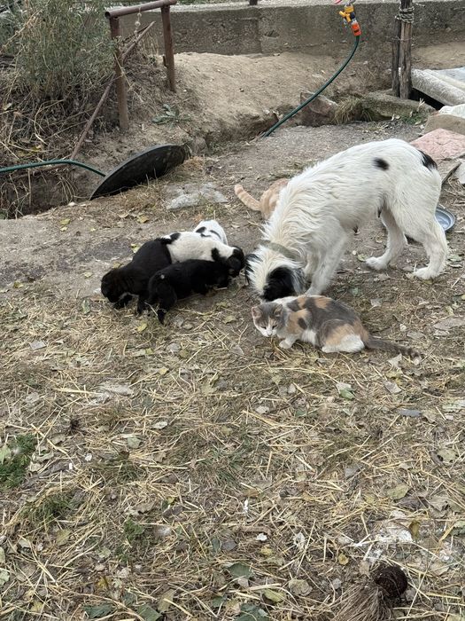 Adoptie 7 catelusi