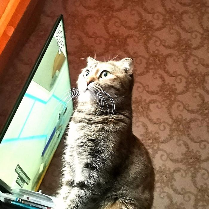 Розыскиваеться питомец за вознаграждение!