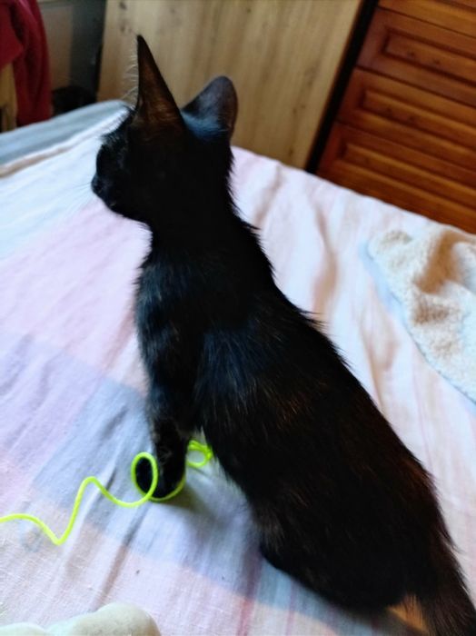 Подарявам коте Осинови котенце