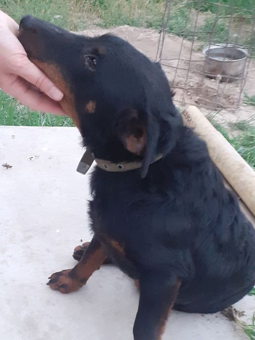 Кобель ягдтерьер вязка