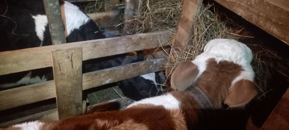 Vitei intarcati tauras si vitea