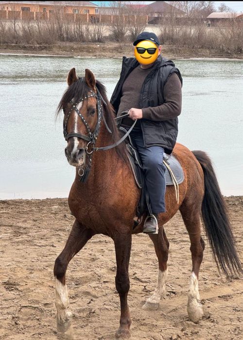 Асыл тұқымды айғыр сатылады