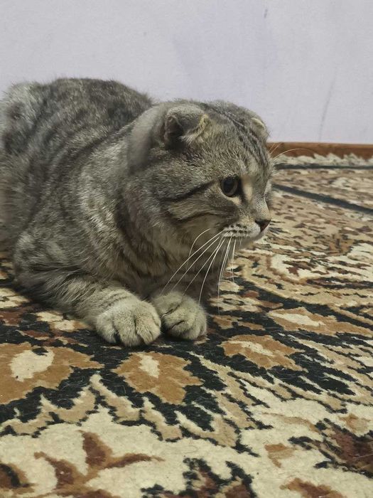 Продам кота в хорошие руки порода скотиш фолд