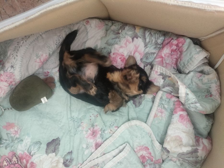 Йоркширский терьер мини мини