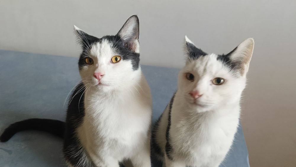 Котики 2 братика