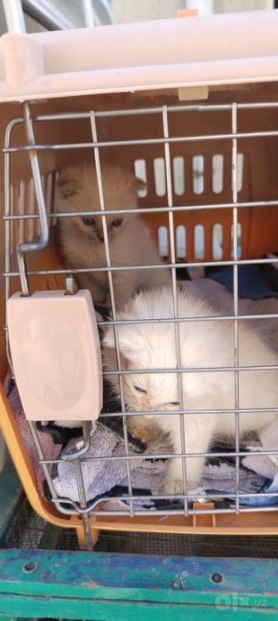 Продам Шотландских котят