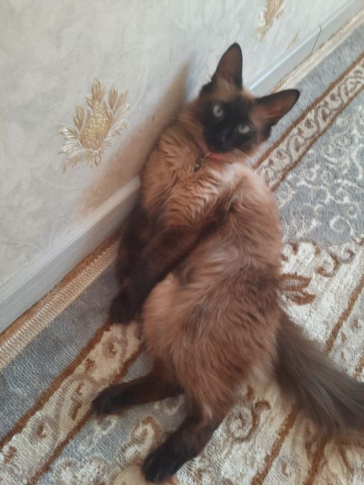 Кошка  в ақтау..