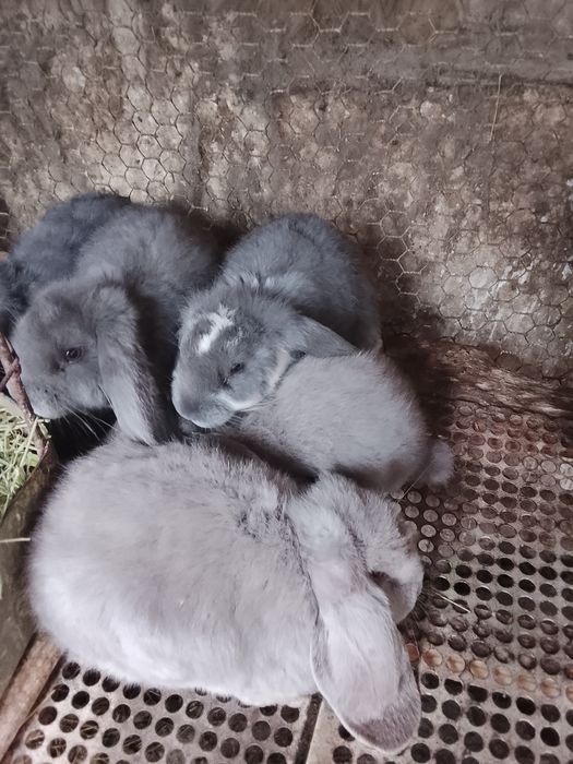 Крольчата французский баран