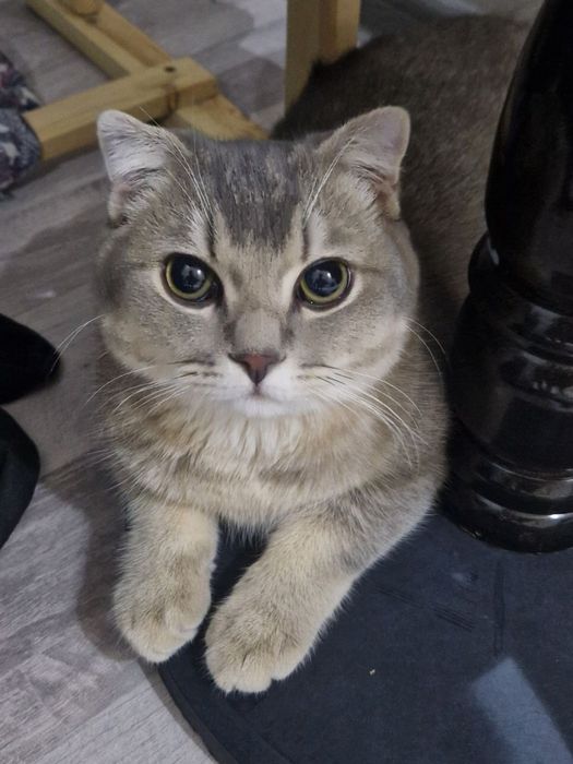 Вязка кота, скотиш фолд с красивым окрасом !