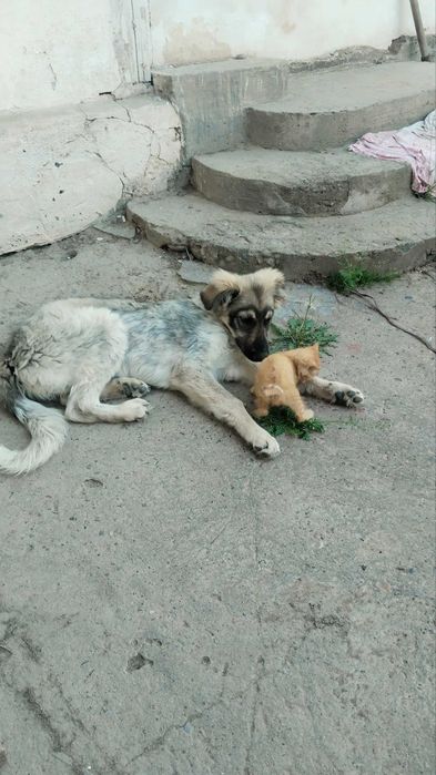 Срочно . Собака в добрые руки