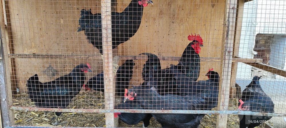 Toshkent Viloyati Zangiota tumani Abdujalilbob man bo