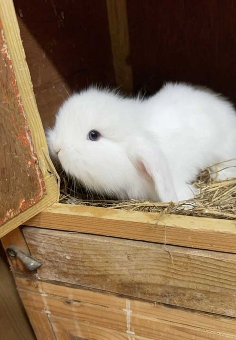 Iepurasi berbec pitic - Mini lop