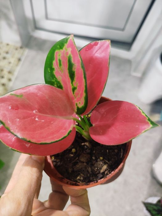 Аглаонема Ред эффектный окрас