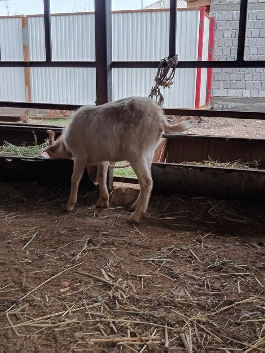 Теке және шыбыштар сатылады.