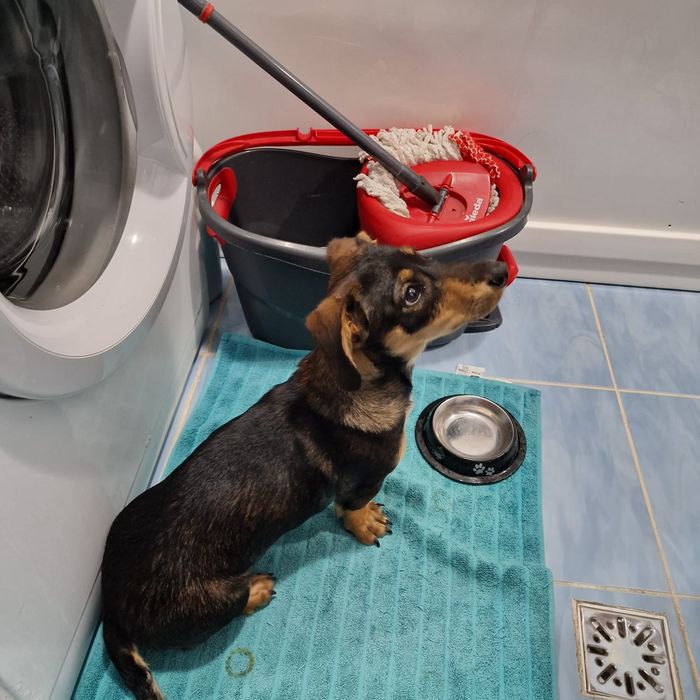 Cățeluș Teckel caută o casă iubitoare