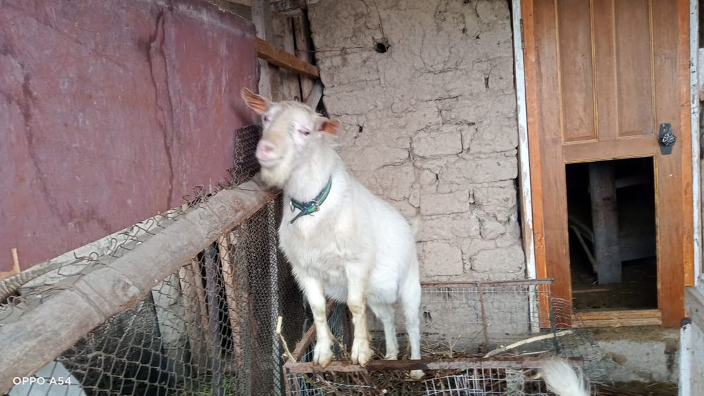 Продам козла Зааненский