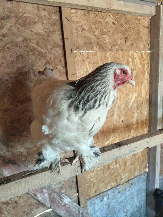 Продается куры брама