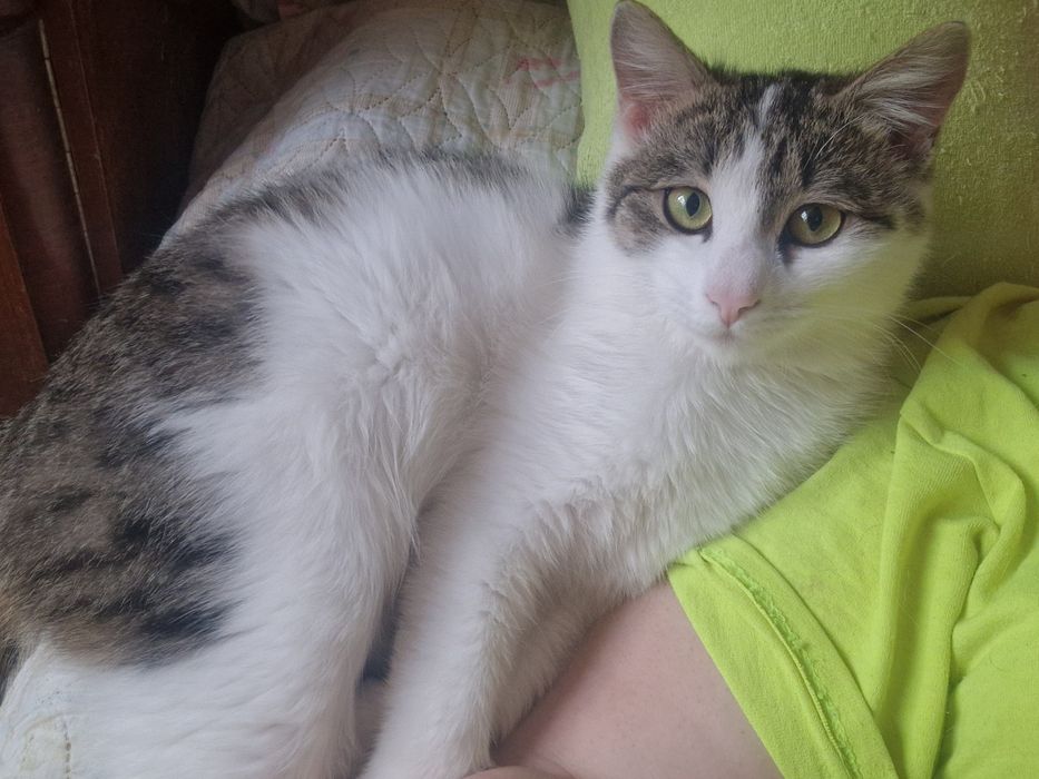 Кот в добрые руки