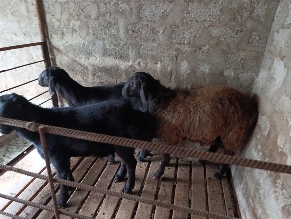 Козы кошкарлар сатылады