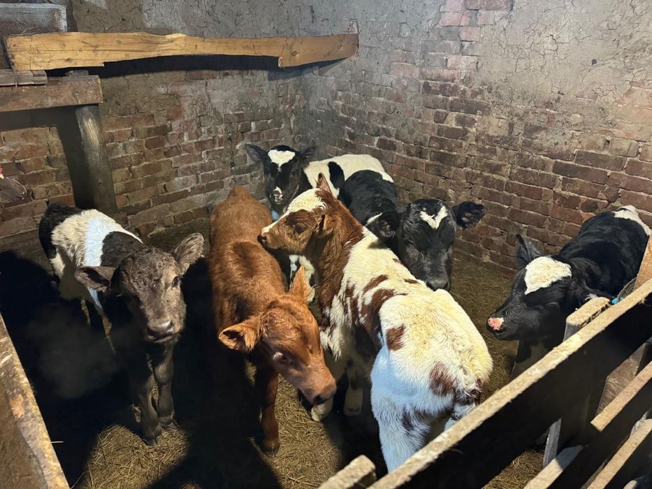 Продам телят бычков и тёлочки