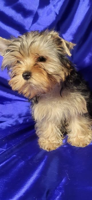 Йоркширский-Терьер