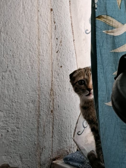 Продам шотландская вислоухая или скоттиш-фолд). 2пара