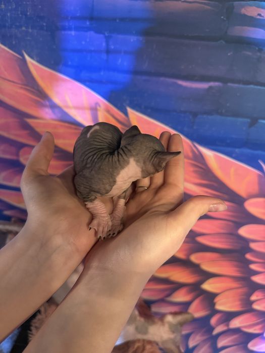 Котята свинкс велюр