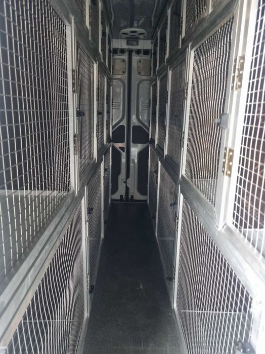 Montam.custi de caini in Dube