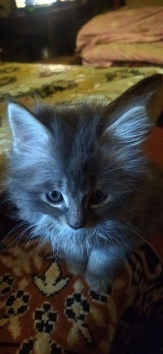 В хорошие добрые руки котёнок.