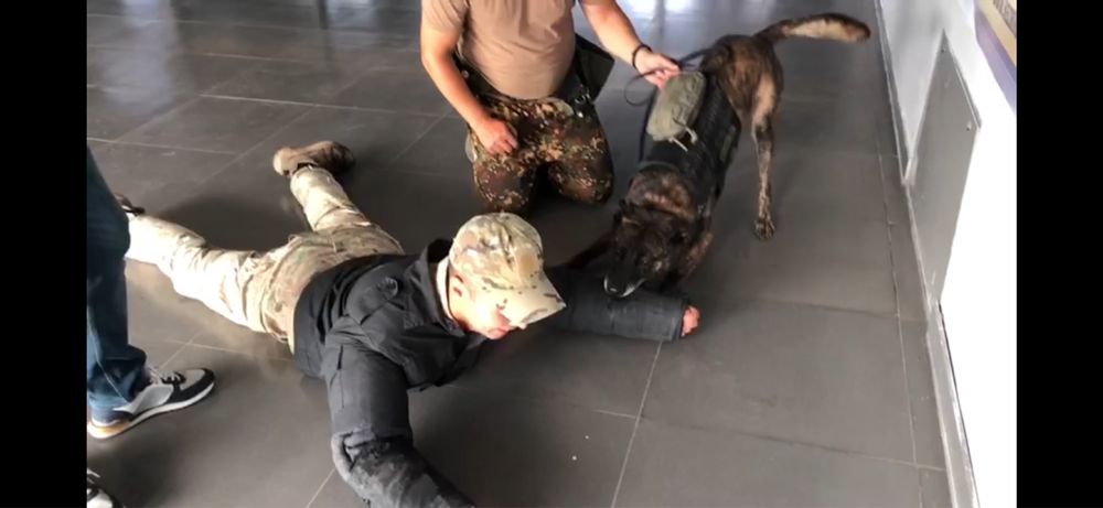 Профессиональная дрессировка собак