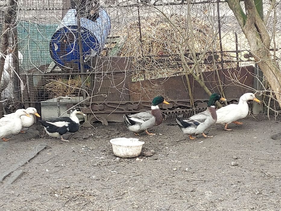 Vînd rațe și rățoi