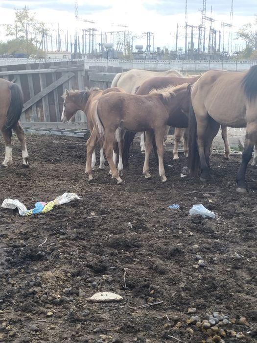 4 бас еркек жабағылар сатылады