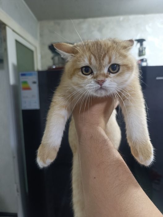 Кошка GOLDEN ШИНШИЛА продаётся хорошим людям