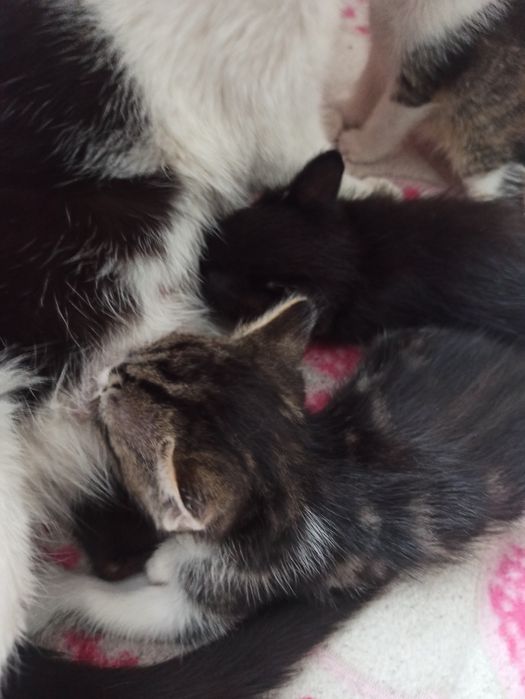 Отдам котят в добрые руки