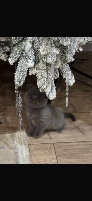 Котенок-девочка британка