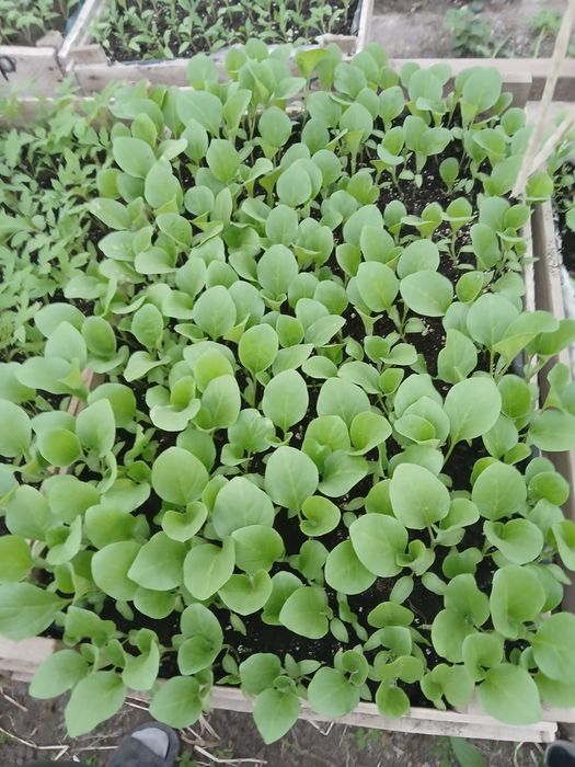 Рассада местная разная