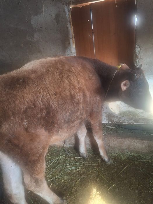 Продается бычок отличный и телка хорошая