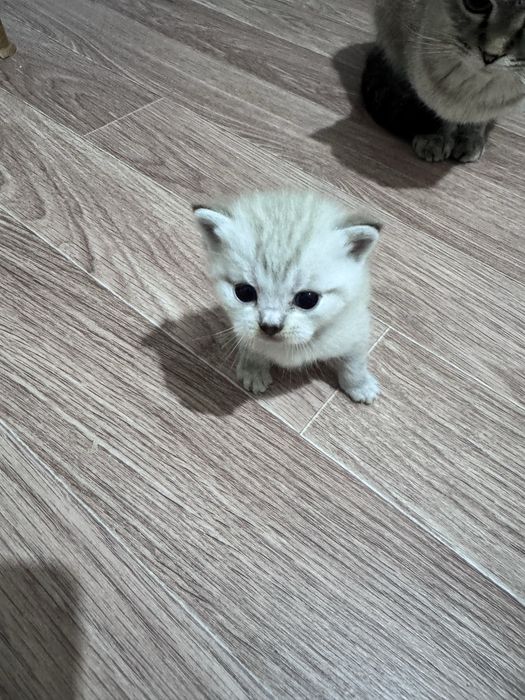 Продам очень красивые кошки !