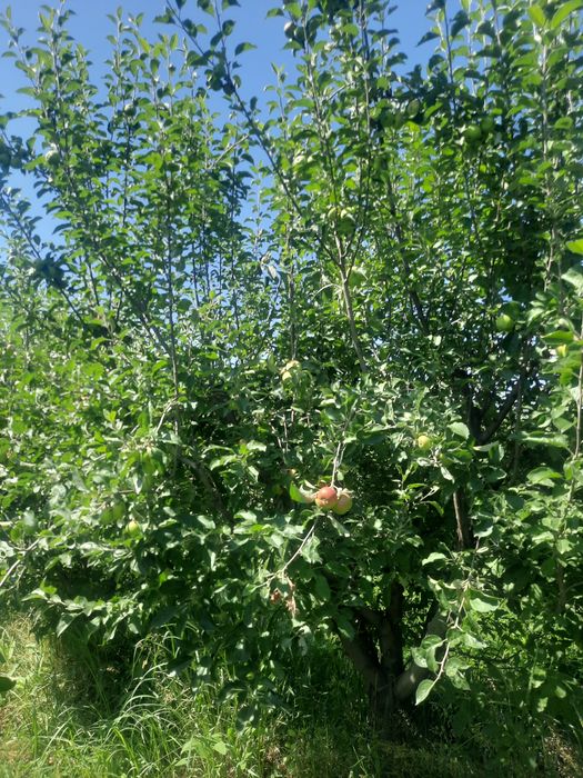 Продам сад ниже Бака ниже Болека