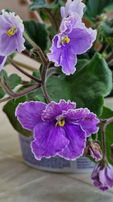 Продам комнатные фиалки
