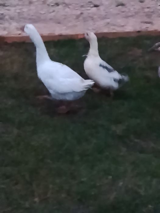 Vând sau schimb gâscan și o pereche de rațe