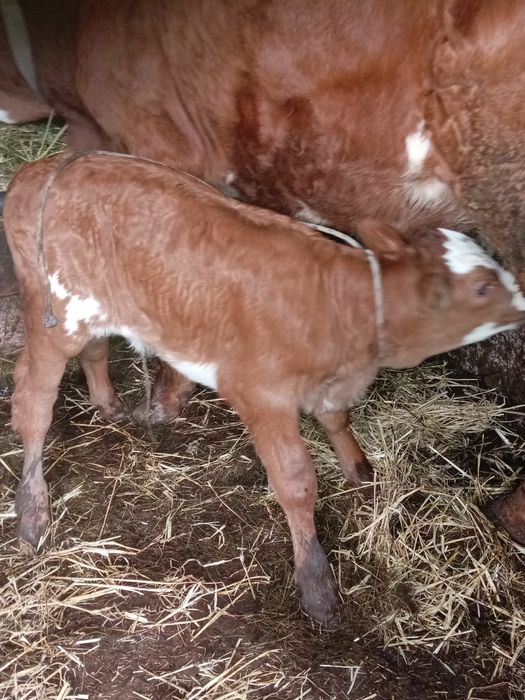 Vând vacă de 7 ani cu vițea