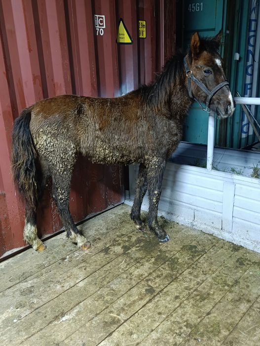 Продам Жабагы Еркек