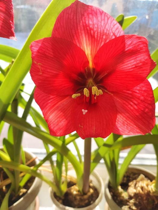 Цветы ,  Амаралис