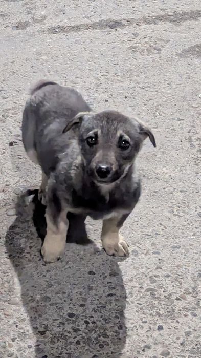 Собака, бесплатно