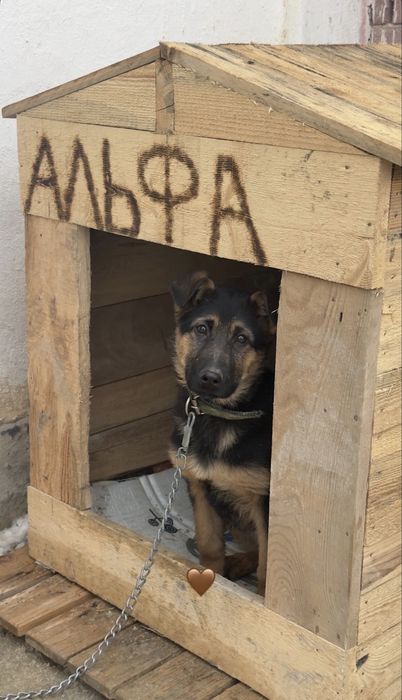 Овчарка сатылады багасы 50000
