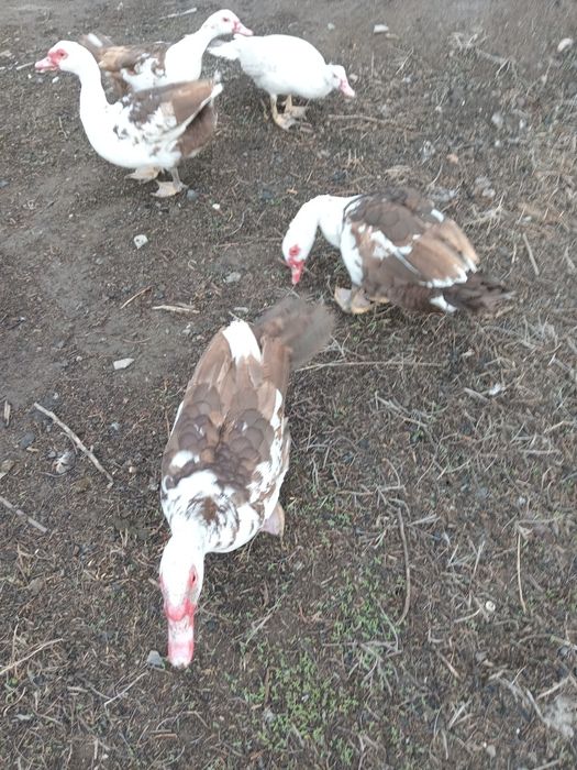 Продам  молодых селезней